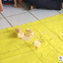 2025-educacao-infantil-colegio-jesus-de-nazare-19