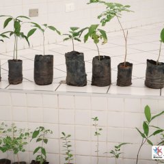 2023-plantas-cjn-2