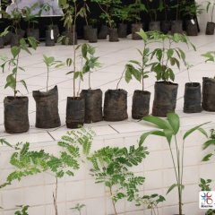 2023-plantas-cjn-3
