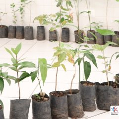 2023-plantas-cjn-6