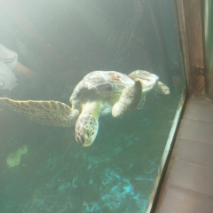 2025-8ano-9ano-passeio-instituto-sao-piox-osasco-24