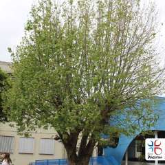 2025-festa-da-familia-instituto-sao-piox-osasco-161