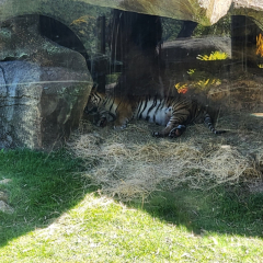 2024-animalia-piox-3
