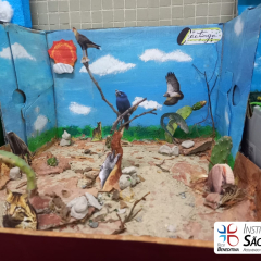 2024-bioma-brasileiros-7ano-piox-16