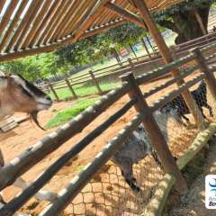 2025-passeio-zoo-instituto-sao-piox-119