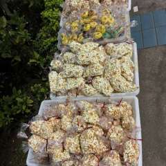 2025-festa-pijama-instituto-sao-piox-osasco-15