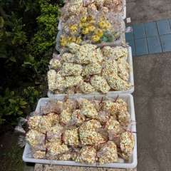 2025-festa-pijama-instituto-sao-piox-osasco-16