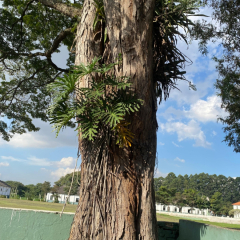 2025-foguetes-8e9ano-instituto-sao-piox-36