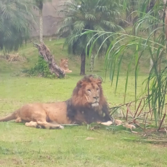2025-6e7ano-animalia-instituto-sao-piox-16