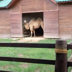 2025-6e7ano-animalia-instituto-sao-piox-18