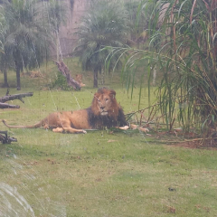2025-6e7ano-animalia-instituto-sao-piox-19