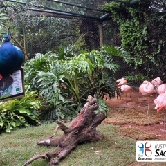 2025-6e7ano-animalia-instituto-sao-piox-20