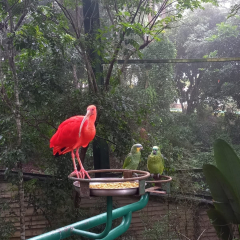 2025-6e7ano-animalia-instituto-sao-piox-27