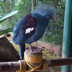 2025-6e7ano-animalia-instituto-sao-piox-3