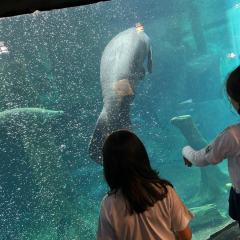 2025-aquario-4e5ano-instituto-sao-piox-63