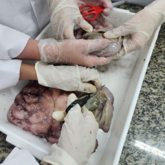 2025-7ano-ciencias-instituto-pioxi-ramos-1