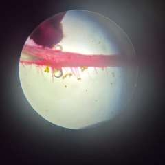 2026-8ano-instituto-pioxi-ramos-rj-12-1