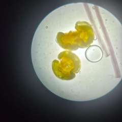 2026-8ano-instituto-pioxi-ramos-rj-5-1