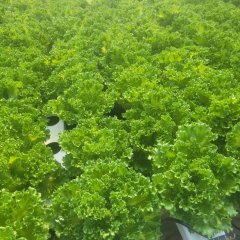 2023-begreen-pioxi-55