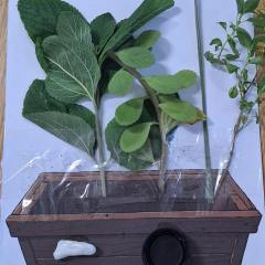 2024-jardim-sensorial-pioxi-7